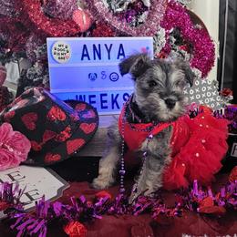 Miniature Schnauzer Puppies from T & A Cali Schnauzer