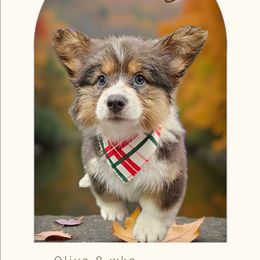 Rolo - Gray and white female American Corgi puppy in Mansfield, Ohio from Moonrise corgis