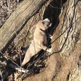 Mountain Cur Puppies from Walnut Ridge Mountain Curs
