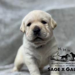 Black collar - Yellow male Labrador Retriever puppy in Beaverdam, Virginia from Riverside Sunset Labrador Retrievers