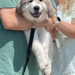 Orange Boy - Great Pyrenees puppy from Imac Great Pyrenees