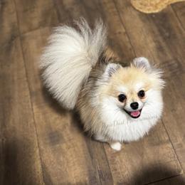 Pixie - Cream sable female Pomeranian puppy in Richmond, Kentucky from Pixie Dust Pomeranians