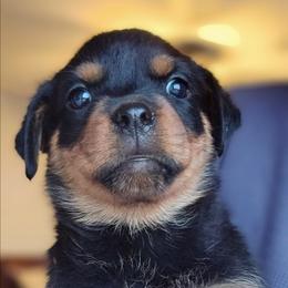 Purple - Black and mahogany female Rottweiler puppy in Preston, Connecticut from Von Turm Hügel Rottweilers