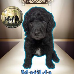 Matilda - Silver female Poodle puppy in Yakima, Washington from Mistel Standard Poodles