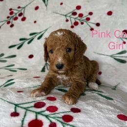 Pink Collar Girl - Apricot female Goldendoodle puppy in Pasadena, Texas from Knightsbane Standard Poodles