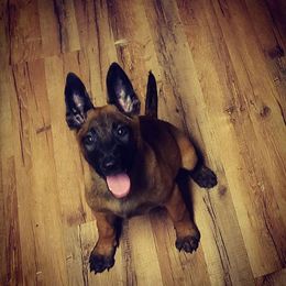 Belgian Malinois Puppies from Exogenic Arma Contra Malum K-9