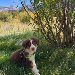 Australian Shepherd Puppies from Knight's Aussies