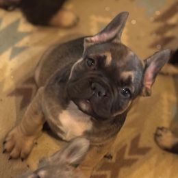 Boy 3 - Fawn male French Bulldog puppy in Marion, Virginia from Frenchies Vom Reiches Tal