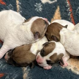 Jack Russell Terriers from Tuff Country Farm