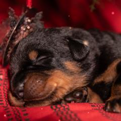 Cyclone (Burgundy) - Black and rust male Beauceron puppy in Medina, Ohio from Beaucerons Des Vents