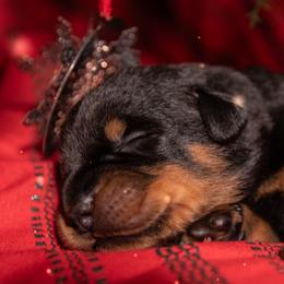 Cyclone (Burgundy) - Black and rust male Beauceron puppy in Medina, Ohio from Beaucerons Des Vents