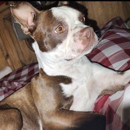 Memphis - Boston Terrier