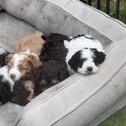 Assorted Doodle Crosses Puppies from Dans Doodlez