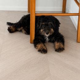 Taffy - Phantom female Bernedoodle puppy in North Royalton, Ohio from Johnson's Doodles