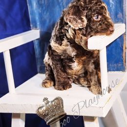 Cockapoo Puppies from Royal Cockapoo Playhouse
