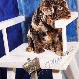 Cockapoo Puppies from Royal Cockapoo Playhouse