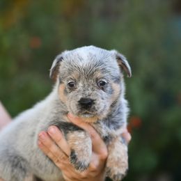 -Girl 2 - Blue female Australian Cattle Dog puppy in Kaufman, Texas from Emberwick Ranch