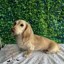 Timmy - Dachshund