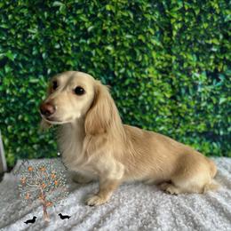 Timmy - Dachshund