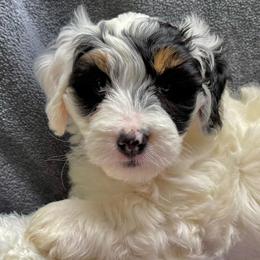 Lady Eloise - Black and white female Bernedoodle puppy in Forsyth, Illinois from Birdies Mini Bernedoodles