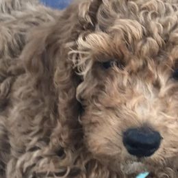 Goldendoodles from Five A's Goldendoodles