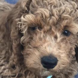 Goldendoodles from Five A's Goldendoodles
