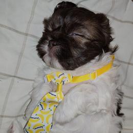 Bark Vader - Brindle and white male Cavatzu puppy in West Valley City, Utah from Pulley Puppies