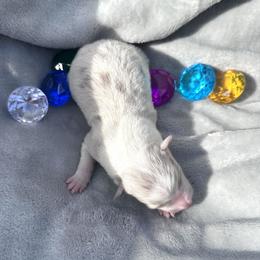 Quartz - Slate merle male Border Collie puppy in Keller, Texas from Bordercollieblues