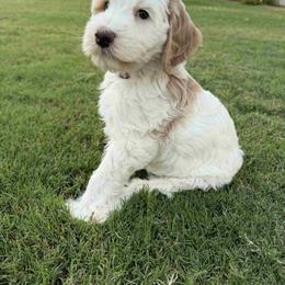Georgia - Red female Australian Labradoodle puppy in Cave Creek, Arizona from Welcome Home Doodles