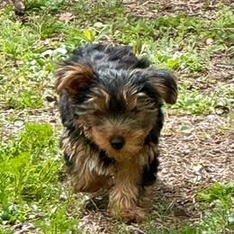 Dex - Chocolate, tan and white male Yorkshire Terrier puppy in Jacksonville, Florida from Lake Shore Yorkies