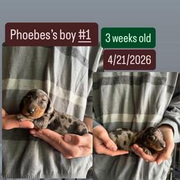 Phoebe's boy 1 - Dapple male Dachshund puppy in Grand Junction, Michigan from J.C fur babies