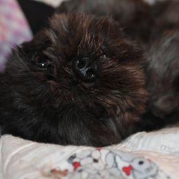 Legend - Shih Tzu