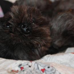 Legend - Shih Tzu