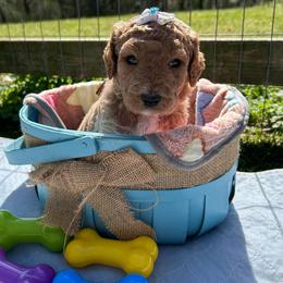 Harbor - Red  female Goldendoodle puppy in Camden, North Carolina from Oopsie Doodles of NC
