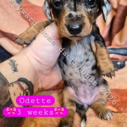 Odette - Dapple female Dachshund puppy in Harrodsburg, Kentucky from Wayward Home Dachshunds