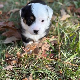 Boy 1 - 900 - Black and tan male Pembroke Welsh Corgi puppy in Star City, Arkansas from T4 Farms
