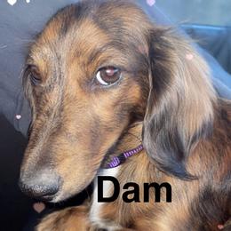 Cookie - Dachshund