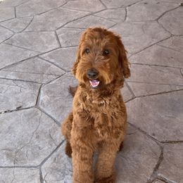 Bailey - Goldendoodle