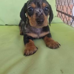 Willow - Dapple female Dachshund puppy in West Haven, Utah from Doxie Trails LLC