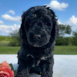 Cupcake - Phantom female Goldendoodle puppy in Osage City, Kansas from Golden Ridge Goldens