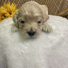 Male 3 - Cream male Cockapoo puppy in Mississippi from Ewing Acres
