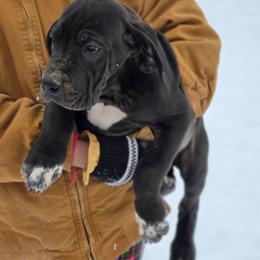 Mandy - Black female Great Dane puppy in Mineola, Texas from RC Ranch Great Danes And Cane Corsos