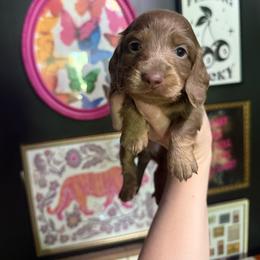 Boone - Fawn (isabella) and cream male Dachshund puppy in Coatesville, Indiana from ADH Dachshunds