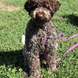 Lagotto Romagnolo and Portuguese Water Dog Puppies from Shooting Star Water Dogs