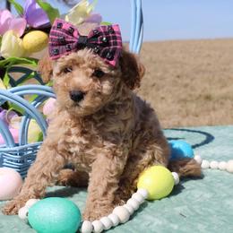 Sasha - Apricot female Poodle puppy in Hopkins, Missouri from Mowry Creek Mini Aussiedoodles and More