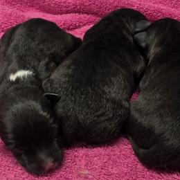 Patterdale Terrier puppies from Outlaw Farm and Kennel