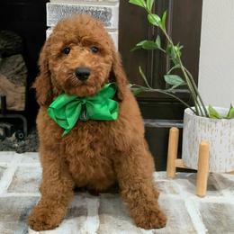 Lennon's Green Boy - Red  male Goldendoodle puppy in Kountze, Texas from Texas Doodles LLC