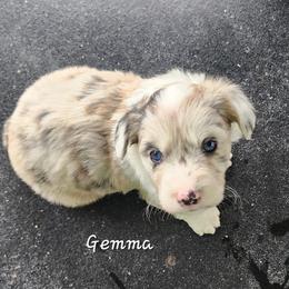 Gemma - Brindle merle and white female American Corgi puppy in Concrete, Washington from Wigglebutts American Corgis