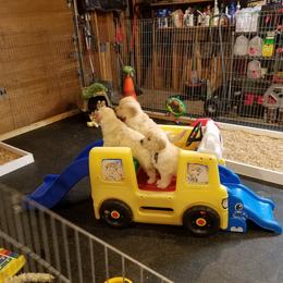 Golden Retriever Puppies from Sunburst Goldens