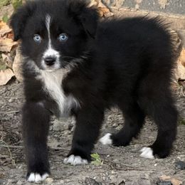 Australian Shepherd Puppies from Windy Hill Aussies